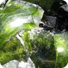 Sunlight and trees reflected in broken glass at Charles C. Deam Wilderness in Indiana.