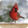 Male Cardinal, Backyard