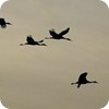Sandhill Cranes in Flight, Jasper-Pulaski State Forest, Indiana