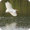 Egret in Flight, Eagle Creek Park, Indianapolis