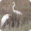 Great Egret in the Marsh, Corpus Christi, Texas