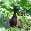 Male Mallard Duck, Backyard