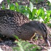 Female Mallard Duck, Backyard