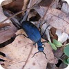 Blue Cucumber Bug, Morgan Monroe State Forest, Indiana