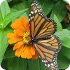 Monarch Butterfly, Front Yard