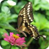 Giant Swallowtail Butterfly, Front Yard