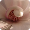 Star Magnolia Bloom